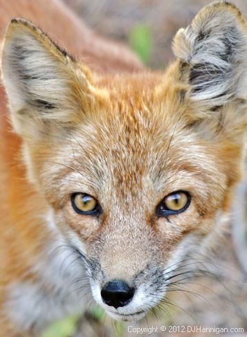 Red Fox